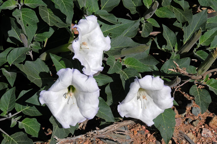 Western Jimson Weed is a dramatic species that has been used as an analgesic, respiratory aid and as a hallucinogen by North American indigenous peoples. Datura wrightii